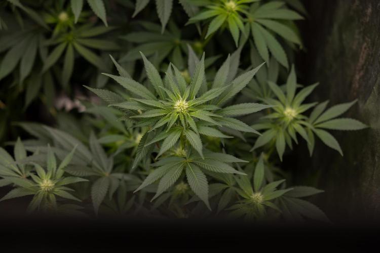London Pound Cake 🍰 - Zamnesia x B&B. Week 7