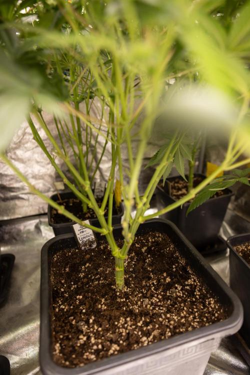 London Pound Cake 🍰 - Zamnesia x B&B. Week 7