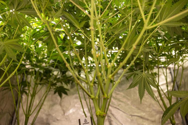 London Pound Cake 🍰 - Zamnesia x B&B. Week 7