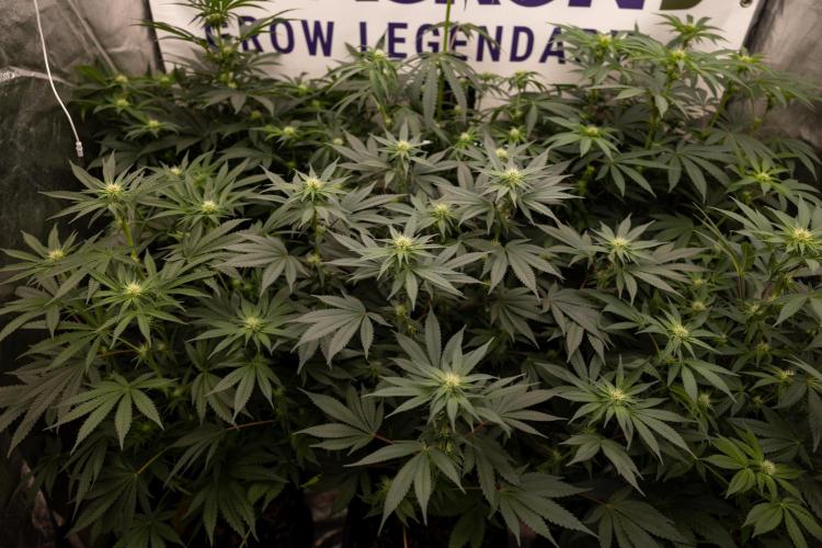 London Pound Cake 🍰 - Zamnesia x B&B. Week 7