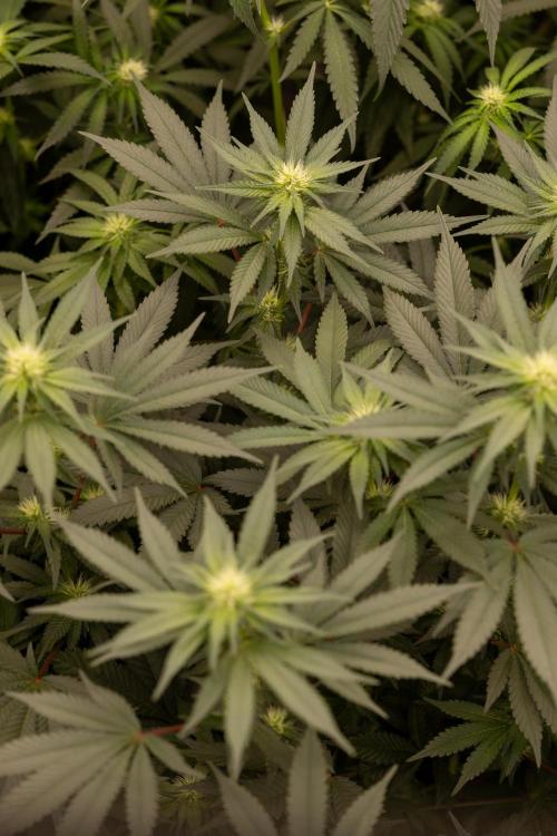 London Pound Cake 🍰 - Zamnesia x B&B. Week 7