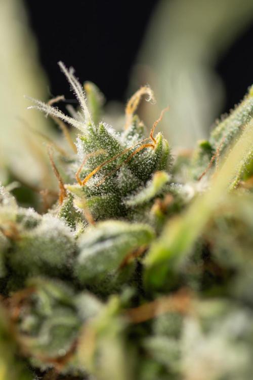 Blueberry Crumble 🔵 Auto - Z x B&B. Week 9 - Blueberry Crumbe #1 - Macro Worlds