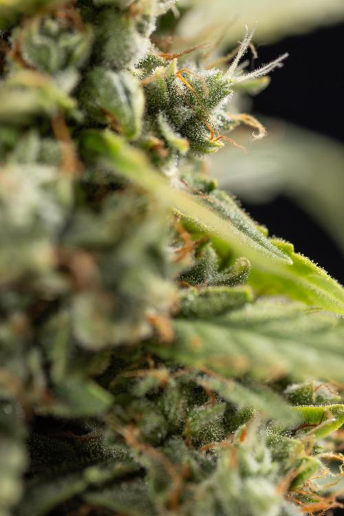 Blueberry Crumble 🔵 Auto - Z x B&B. Week 9 - Blueberry Crumbe #1 - Macro Worlds