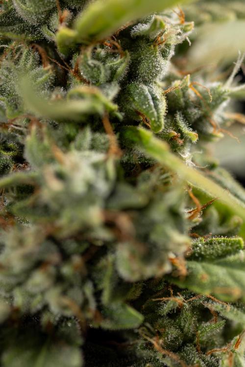 Blueberry Crumble 🔵 Auto - Z x B&B. Week 9 - Blueberry Crumbe #1 - Macro Worlds