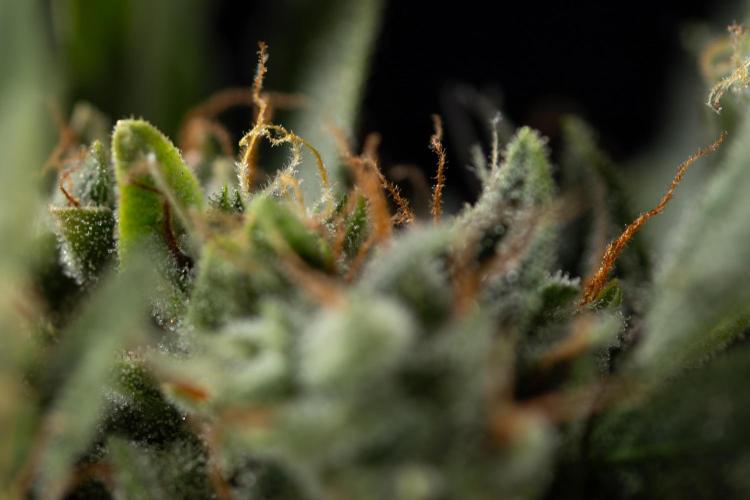 Blueberry Crumble 🔵 Auto - Z x B&B. Week 9 - Blueberry Crumbe #1 - Macro Worlds