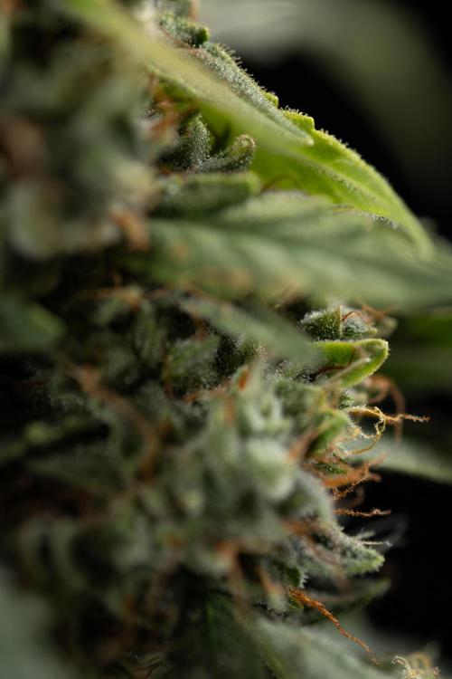 Blueberry Crumble 🔵 Auto - Z x B&B. Week 9 - Blueberry Crumbe #1 - Macro Worlds
