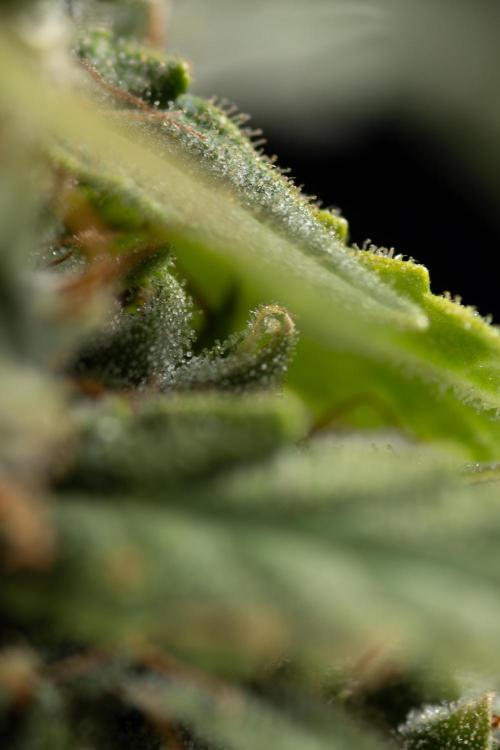 Blueberry Crumble 🔵 Auto - Z x B&B. Week 9 - Blueberry Crumbe #1 - Macro Worlds