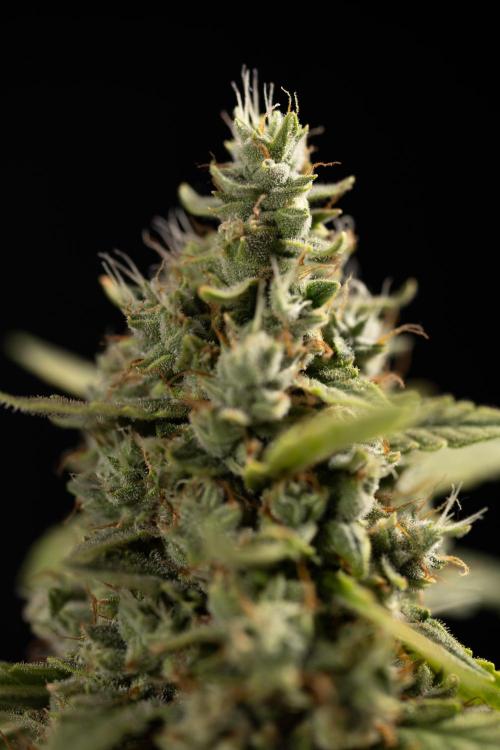 Blueberry Crumble 🔵 Auto - Z x B&B. Week 9 - Blueberry Crumbe #1 - Macro Worlds