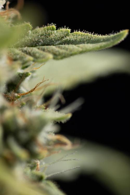 Blueberry Crumble 🔵 Auto - Z x B&B. Week 9 - Blueberry Crumbe #1 - Macro Worlds