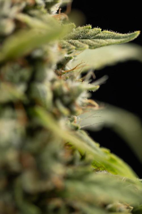Blueberry Crumble 🔵 Auto - Z x B&B. Week 9 - Blueberry Crumbe #1 - Macro Worlds