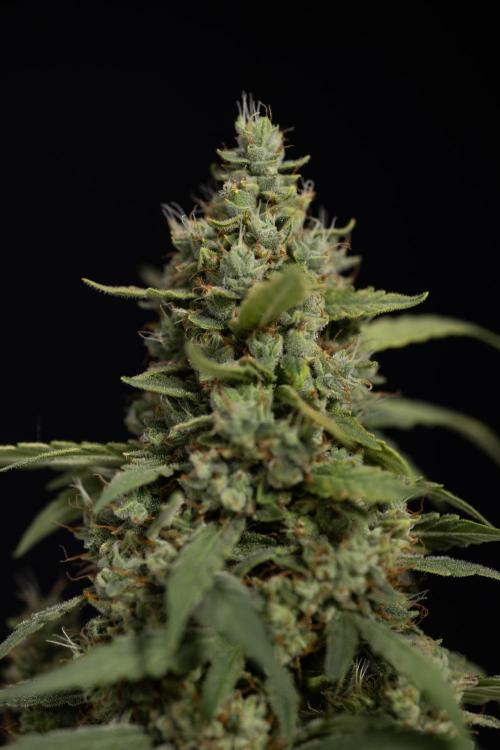 Blueberry Crumble 🔵 Auto - Z x B&B. Week 9 - Blueberry Crumbe #1 - Harvest Day