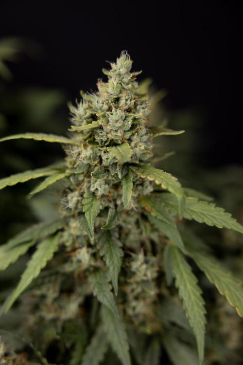 Blueberry Crumble 🔵 Auto - Z x B&B. Week 9 - Blueberry Crumbe #1 - Harvest Day