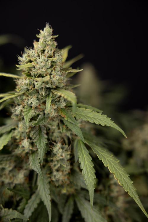 Blueberry Crumble 🔵 Auto - Z x B&B. Week 9 - Blueberry Crumbe #1 - Harvest Day