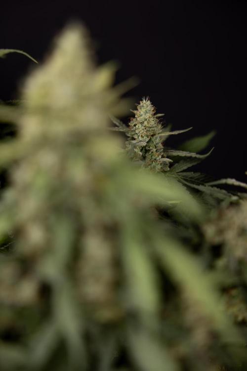 Blueberry Crumble 🔵 Auto - Z x B&B. Week 9 - Blueberry Crumbe #1 - Harvest Day