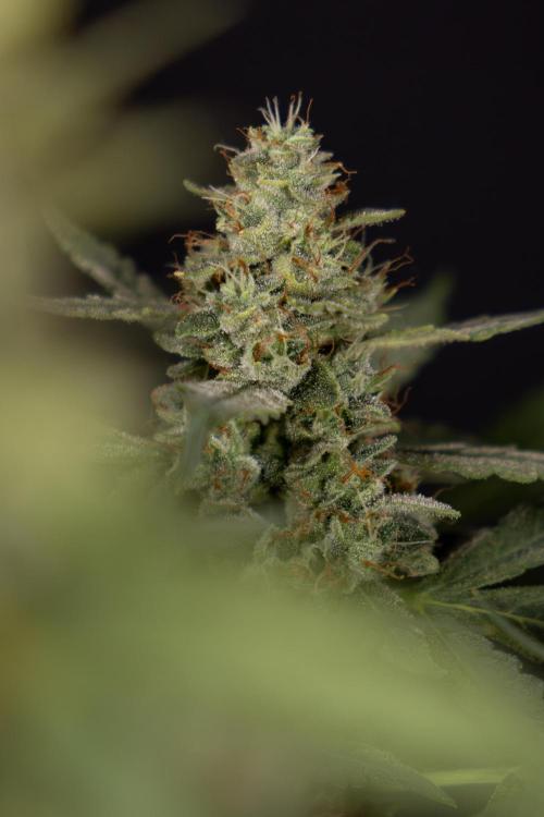 Blueberry Crumble 🔵 Auto - Z x B&B. Week 9 - Blueberry Crumbe #1 - Harvest Day
