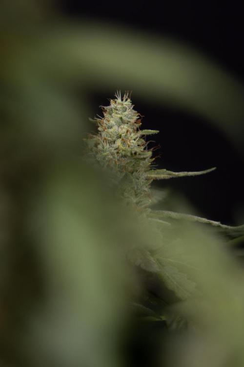 Blueberry Crumble 🔵 Auto - Z x B&B. Week 9 - Blueberry Crumbe #1 - Harvest Day