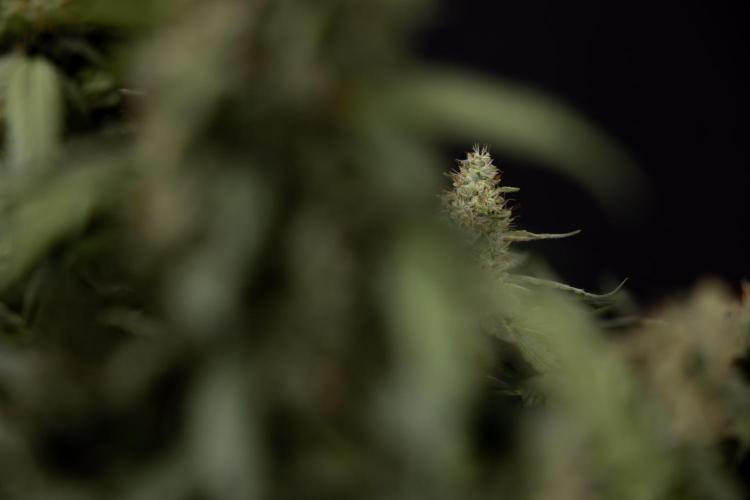 Blueberry Crumble 🔵 Auto - Z x B&B. Week 9 - Blueberry Crumbe #1 - Harvest Day