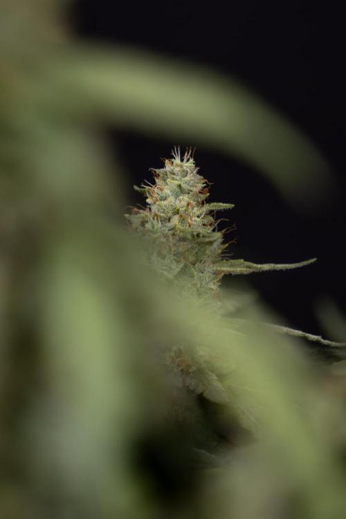 Blueberry Crumble 🔵 Auto - Z x B&B. Week 9 - Blueberry Crumbe #1 - Harvest Day