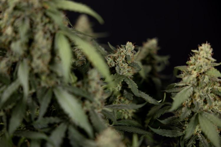 Blueberry Crumble 🔵 Auto - Z x B&B. Week 9 - Blueberry Crumbe #1 - Harvest Day