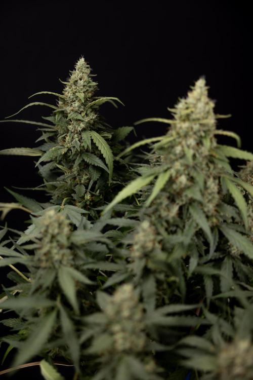 Blueberry Crumble 🔵 Auto - Z x B&B. Week 9 - Blueberry Crumbe #1 - Harvest Day