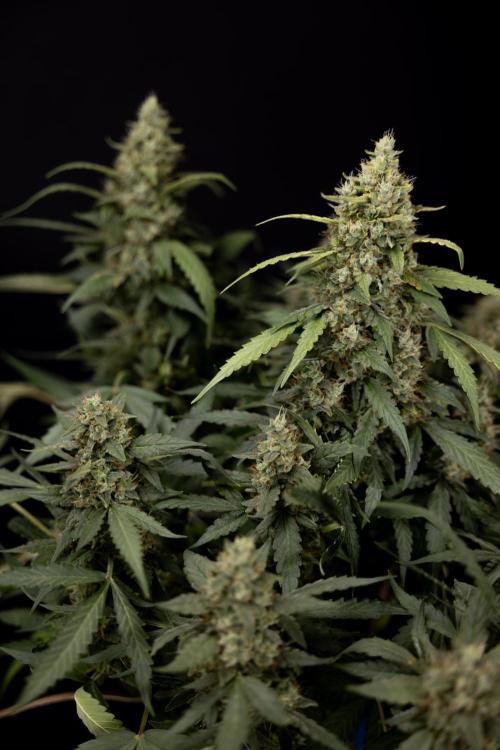 Blueberry Crumble 🔵 Auto - Z x B&B. Week 9 - Blueberry Crumbe #1 - Harvest Day