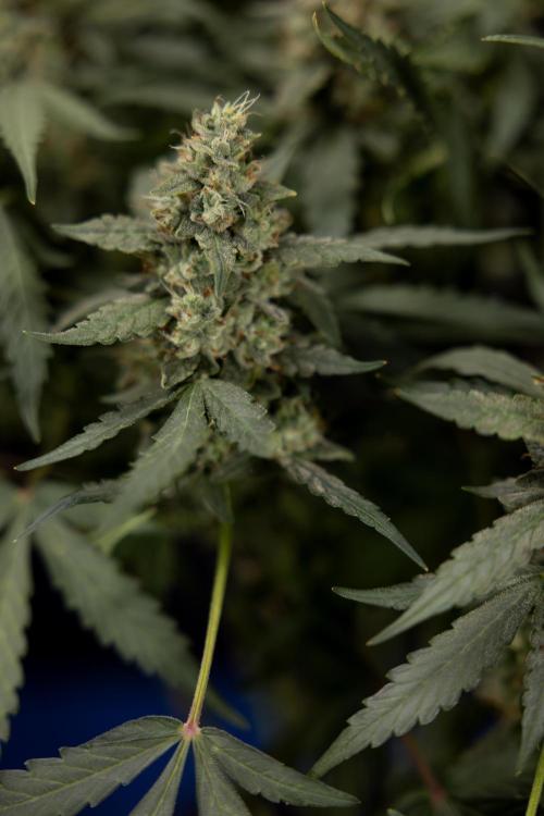 Blueberry Crumble 🔵 Auto - Z x B&B. Week 9 - Blueberry Crumbe #1 - Harvest Day
