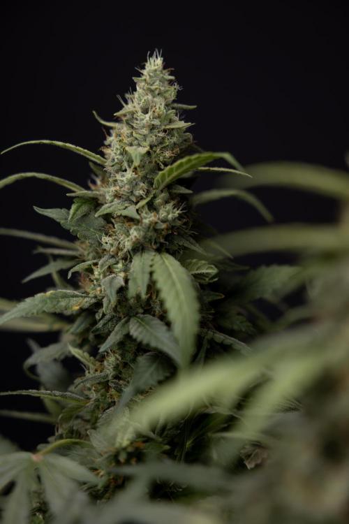 Blueberry Crumble 🔵 Auto - Z x B&B. Week 9 - Blueberry Crumbe #1 - Harvest Day