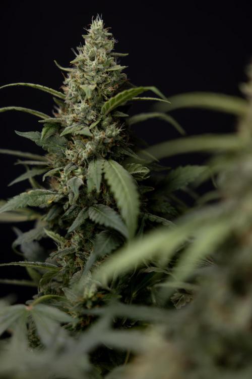 Blueberry Crumble 🔵 Auto - Z x B&B. Week 9 - Blueberry Crumbe #1 - Harvest Day