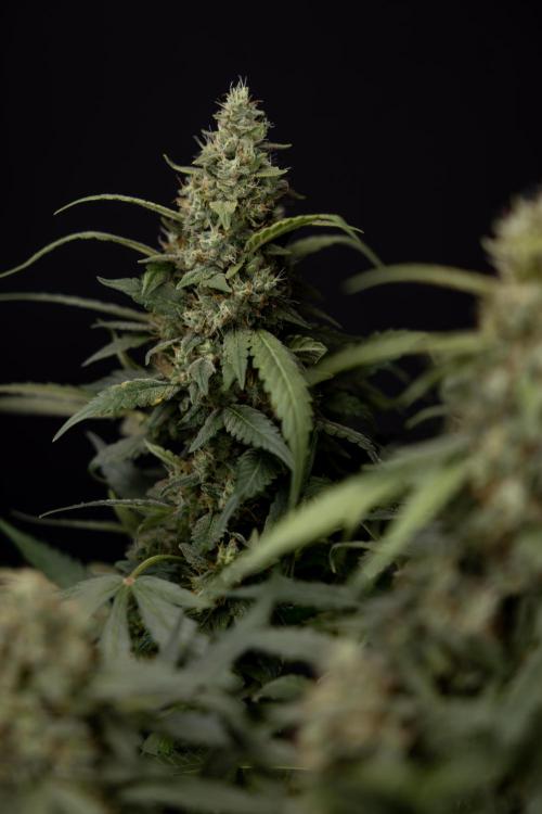 Blueberry Crumble 🔵 Auto - Z x B&B. Week 9 - Blueberry Crumbe #1 - Harvest Day