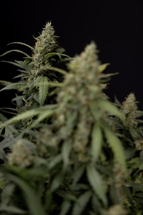 Blueberry Crumble 🔵 Auto - Z x B&B. Week 9 - Blueberry Crumbe #1 - Harvest Day