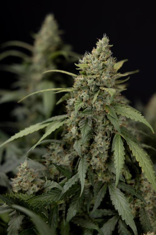Blueberry Crumble 🔵 Auto - Z x B&B. Week 9 - Blueberry Crumbe #1 - Harvest Day