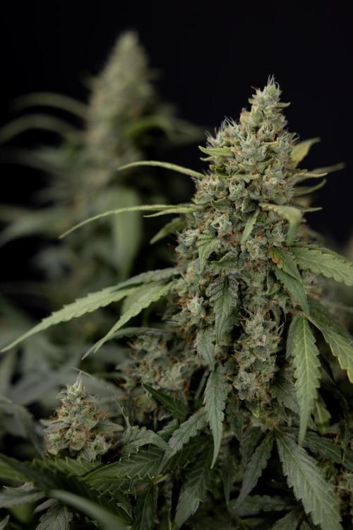 Blueberry Crumble 🔵 Auto - Z x B&B. Week 9 - Blueberry Crumbe #1 - Harvest Day
