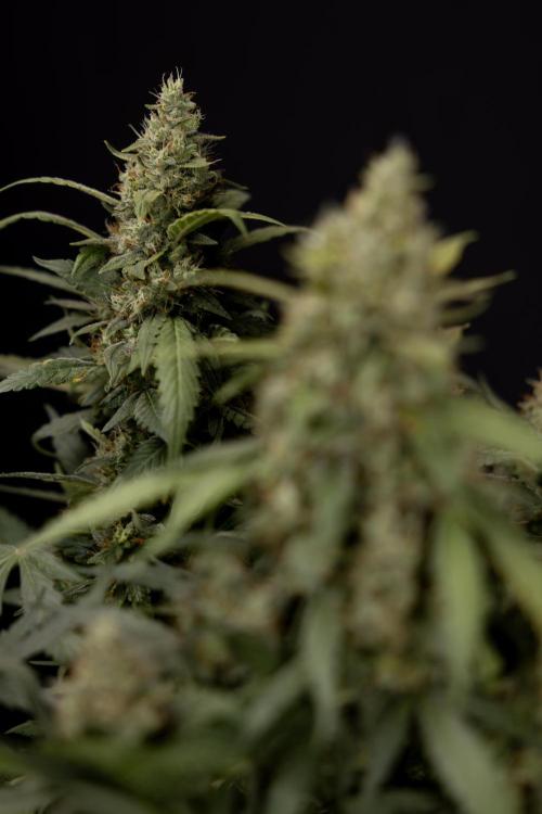 Blueberry Crumble 🔵 Auto - Z x B&B. Week 9 - Blueberry Crumbe #1 - Harvest Day