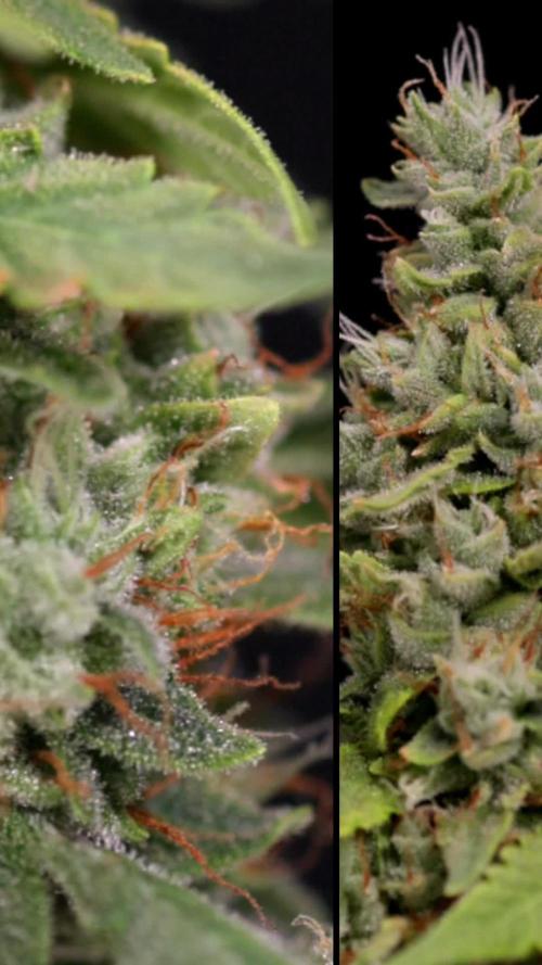 Blueberry Crumble 🔵 Auto - Z x B&B