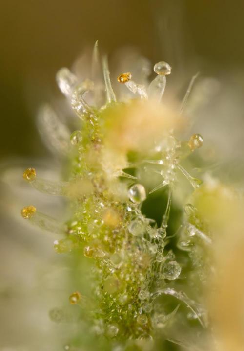 Blueberry Crumble 🔵 Auto - Z x B&B. Week 9 - Blueberry Crumbe #1 - Micro Worlds 10x
