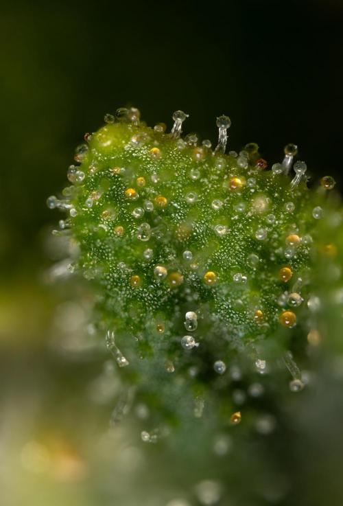 Blueberry Crumble 🔵 Auto - Z x B&B. Week 9 - Blueberry Crumbe #1 - Micro Worlds 10x