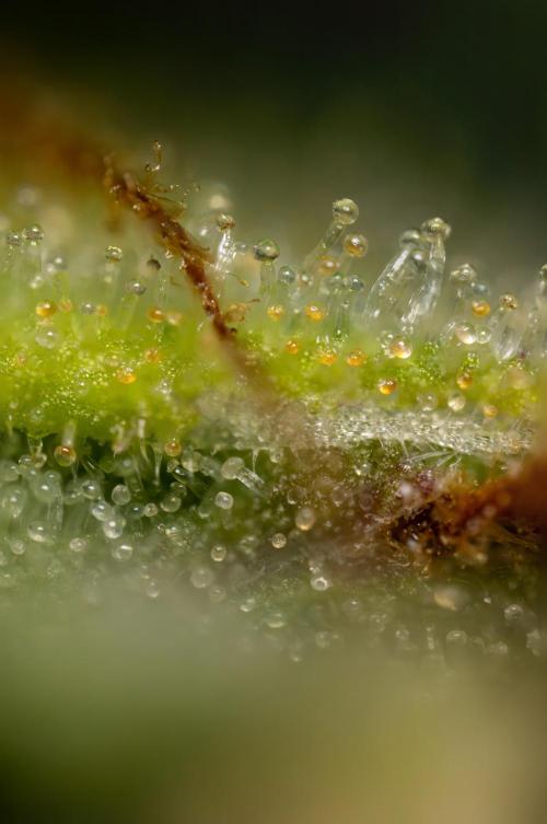 Blueberry Crumble 🔵 Auto - Z x B&B. Week 9 - Blueberry Crumbe #1 - Micro Worlds 10x