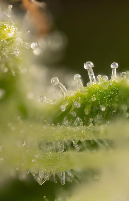 Blueberry Crumble 🔵 Auto - Z x B&B. Week 9 - Blueberry Crumbe #1 - Micro Worlds 10x