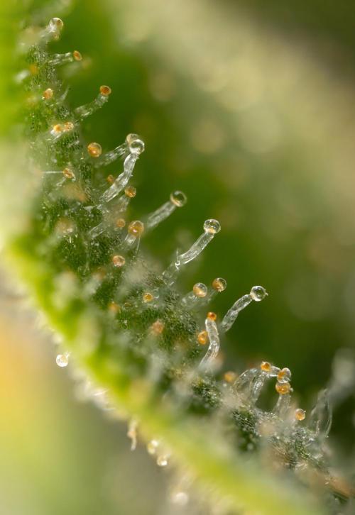 Blueberry Crumble 🔵 Auto - Z x B&B. Week 9 - Blueberry Crumbe #1 - Micro Worlds 10x