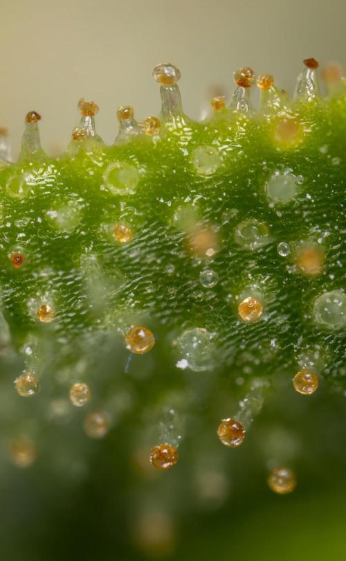 Blueberry Crumble 🔵 Auto - Z x B&B. Week 9 - Blueberry Crumbe #1 - Micro Worlds 10x