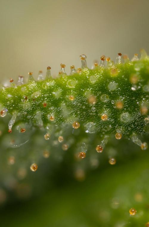 Blueberry Crumble 🔵 Auto - Z x B&B. Week 9 - Blueberry Crumbe #1 - Micro Worlds 10x