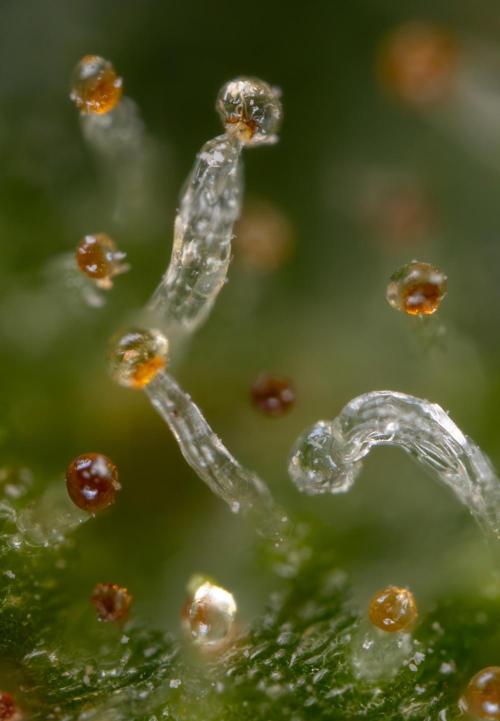Blueberry Crumble 🔵 Auto - Z x B&B. Week 9 - Blueberry Crumbe #1 - Micro Worlds 10x