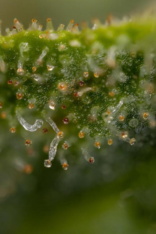 Blueberry Crumble 🔵 Auto - Z x B&B. Week 9 - Blueberry Crumbe #1 - Micro Worlds 10x