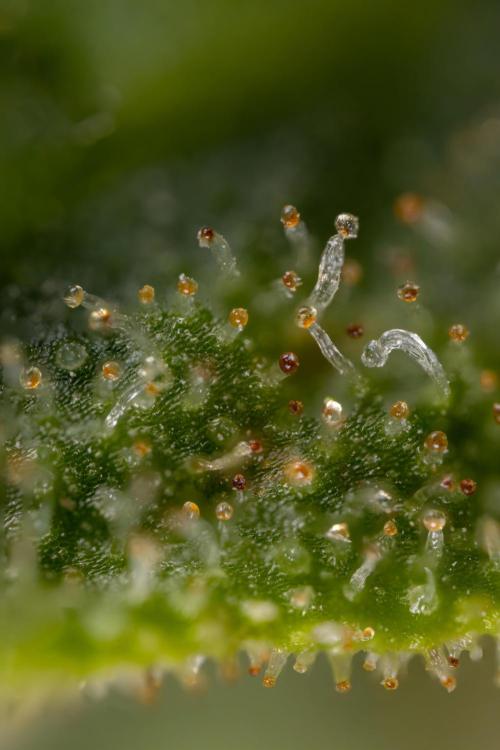 Blueberry Crumble 🔵 Auto - Z x B&B. Week 9 - Blueberry Crumbe #1 - Micro Worlds 10x