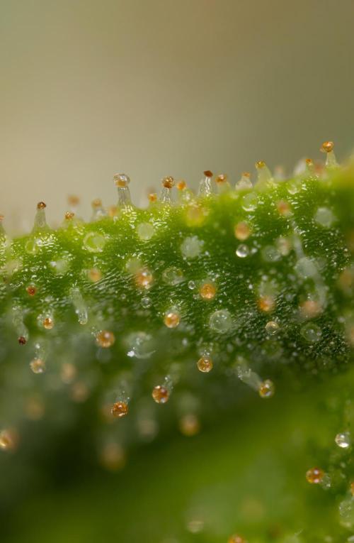 Blueberry Crumble 🔵 Auto - Z x B&B. Week 9 - Blueberry Crumbe #1 - Micro Worlds 10x