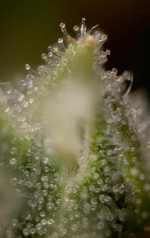 Blueberry Crumble 🔵 Auto - Z x B&B. Week 9 - Blueberry Crumbe #1 - Micro Worlds 10x