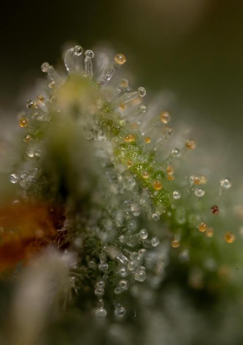 Blueberry Crumble 🔵 Auto - Z x B&B. Week 9 - Blueberry Crumbe #1 - Micro Worlds 10x