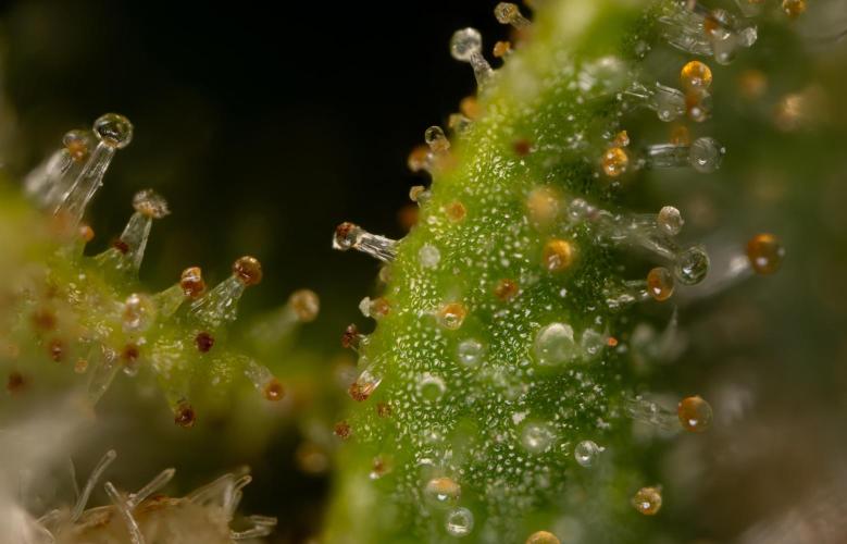 Blueberry Crumble 🔵 Auto - Z x B&B. Week 9 - Blueberry Crumbe #1 - Micro Worlds 10x