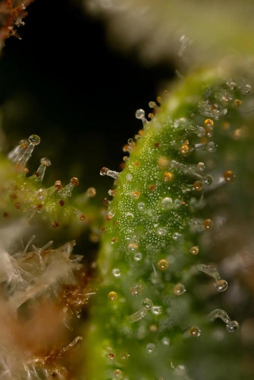 Blueberry Crumble 🔵 Auto - Z x B&B. Week 9 - Blueberry Crumbe #1 - Micro Worlds 10x