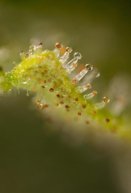 Blueberry Crumble 🔵 Auto - Z x B&B. Week 9 - Blueberry Crumbe #1 - Micro Worlds 10x